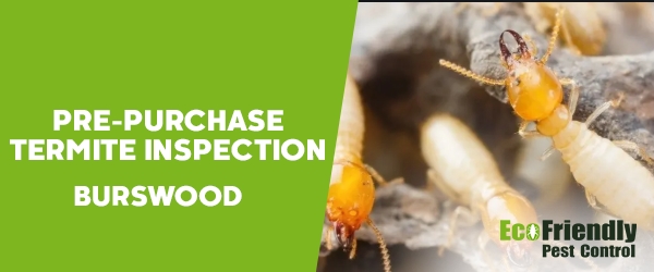 Pre-purchase Termite Inspection Burswood 