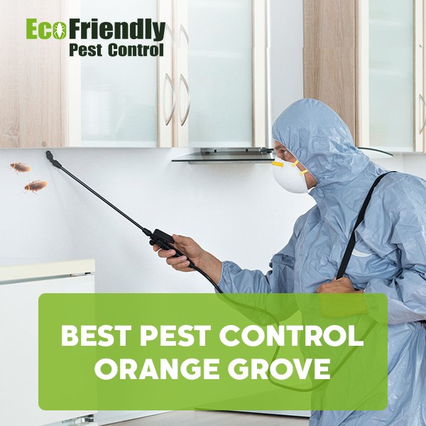 Pest Control Orange Grove