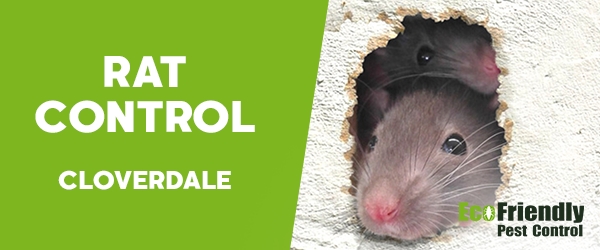 Rat Pest Control  Cloverdale