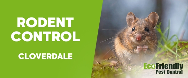 Rodent Treatment  Cloverdale