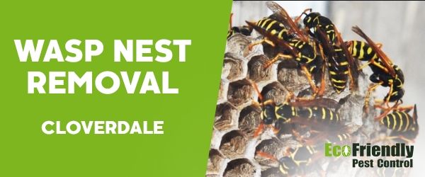 Wasp Nest Remvoal  Cloverdale