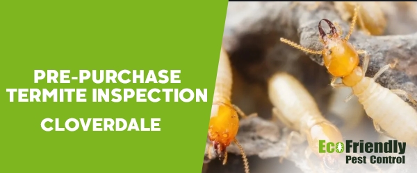 Pre-purchase Termite Inspection  Cloverdale