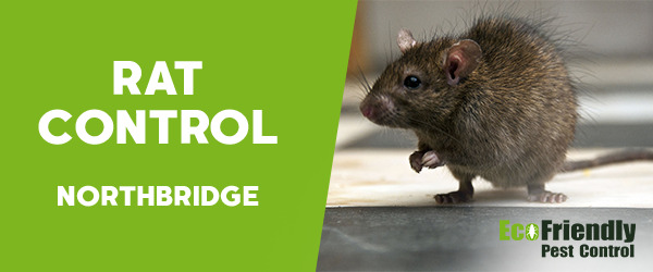 Rat Pest Control  Northbridge 