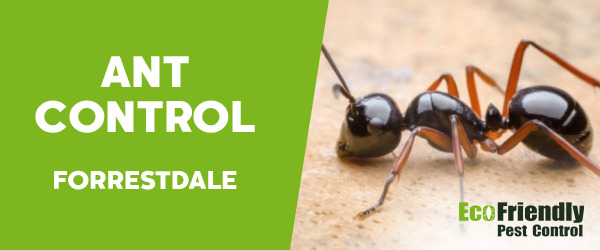 Ant Control  Forrestdale 