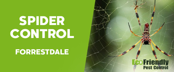 Spider Control  Forrestdale 