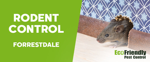 Rodent Treatment  Forrestdale 