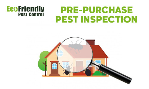 Pre-purchase Termite Inspection  Forrestdale 