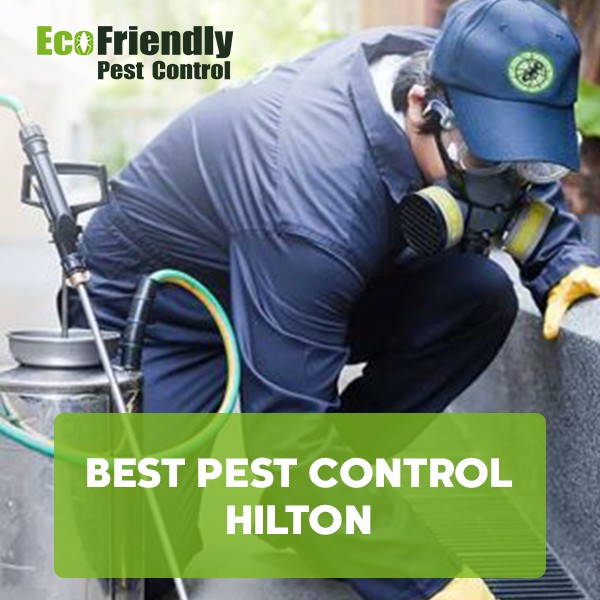 Best Pest Control Hilton