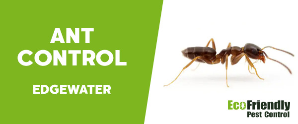 Ant Control  Edgewater 