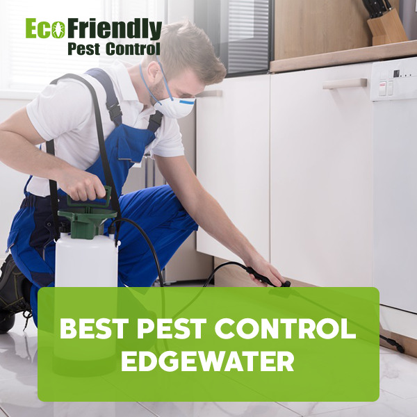 Best Pest Control  Edgewater 