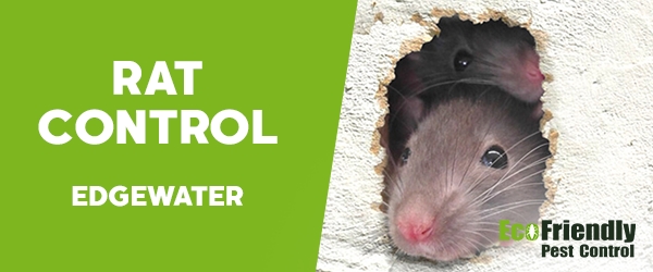 Rat Pest Control  Edgewater 