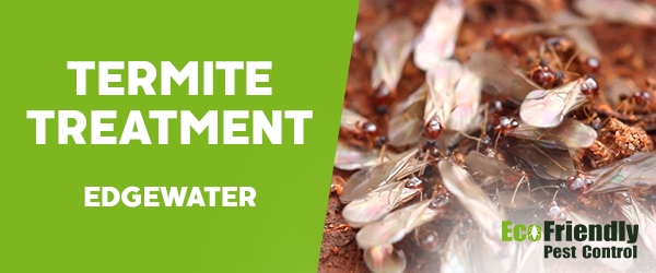 Termite Control  Edgewater 