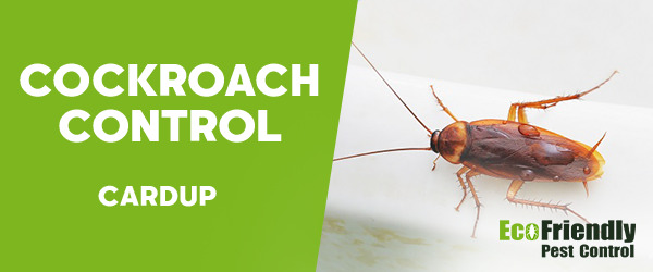 Cockroach Control Cardup  