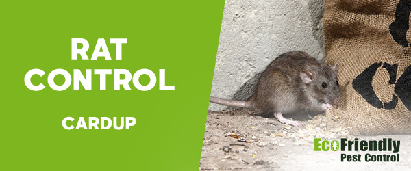 Rat Pest Control Cardup 